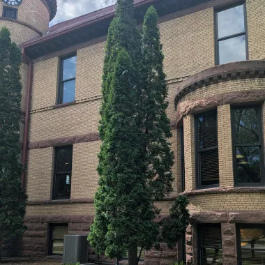 Pyramidal Arborvitae Tree on NDSU Campus in Summer
