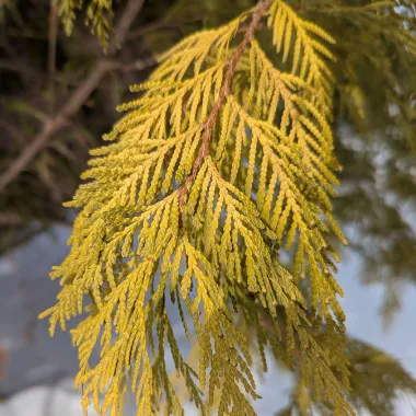 American Arborvitae Leaf in Fall