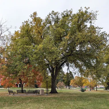 American Elm Tree in the Fall