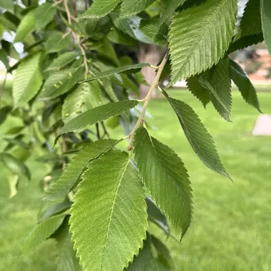 American Elm Leaf in the Summer