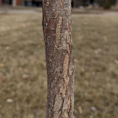 Discovery® Japanese Elm Bark