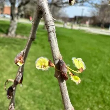 Discovery® Japanese Elm Fruit