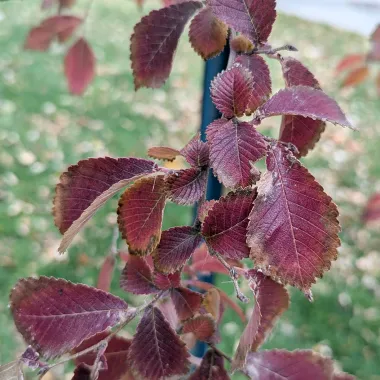 Discovery® Japanese Elm Leaf in the Fall