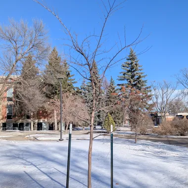 Discovery® Japanese Elm Tree in the Winter