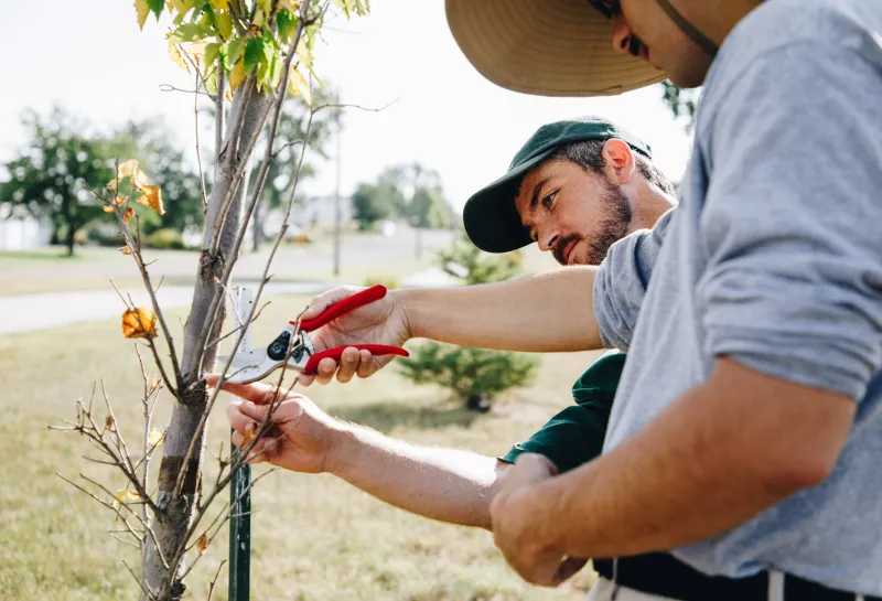 Two men decide where to prune a tree