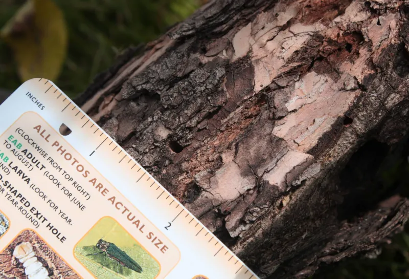 D shaped exit hole in the bark of an ash tree