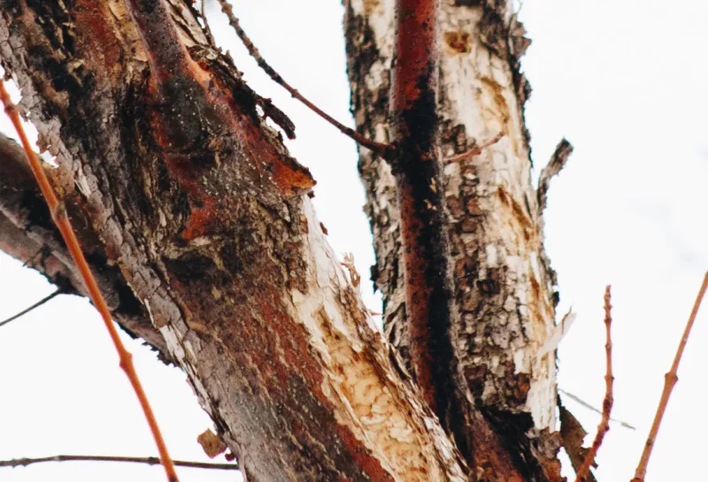 A closeup of the bark of a tree showing s-shaped galleries inside a bark split