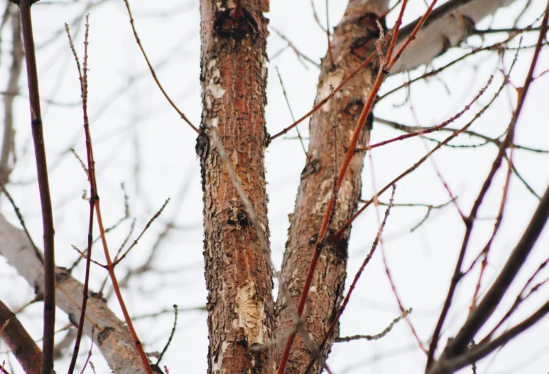Blonding of the bark in the canopy of a tree as a result of woodpecker damage