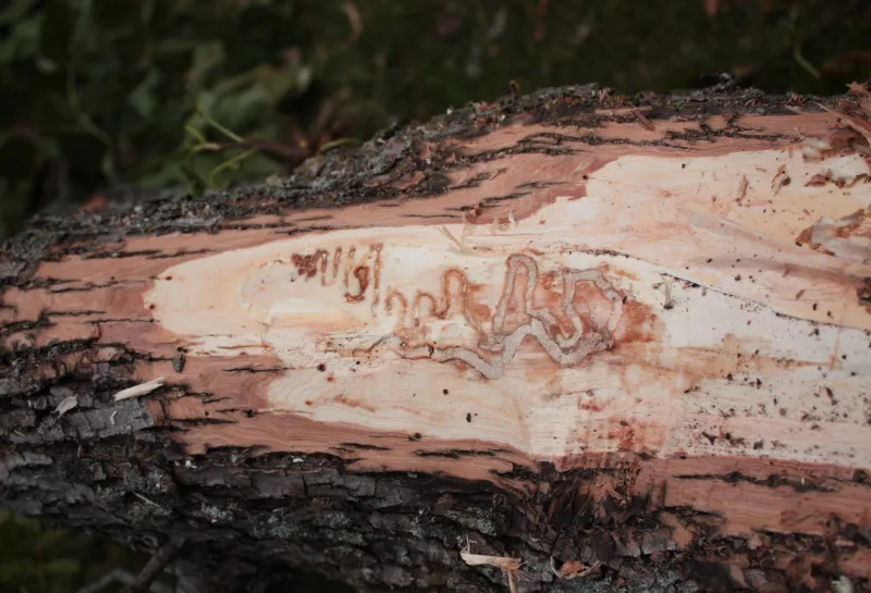 S shaped galleries in wood from an emerald ash borer larva