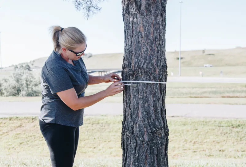 A woman measured around the trunk of a tree