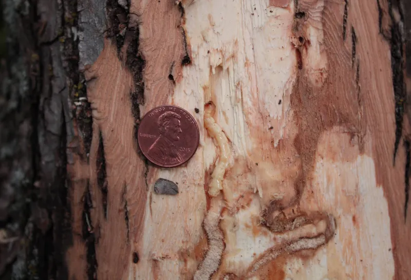 Emerald ash borer larva size in relation to a penny
