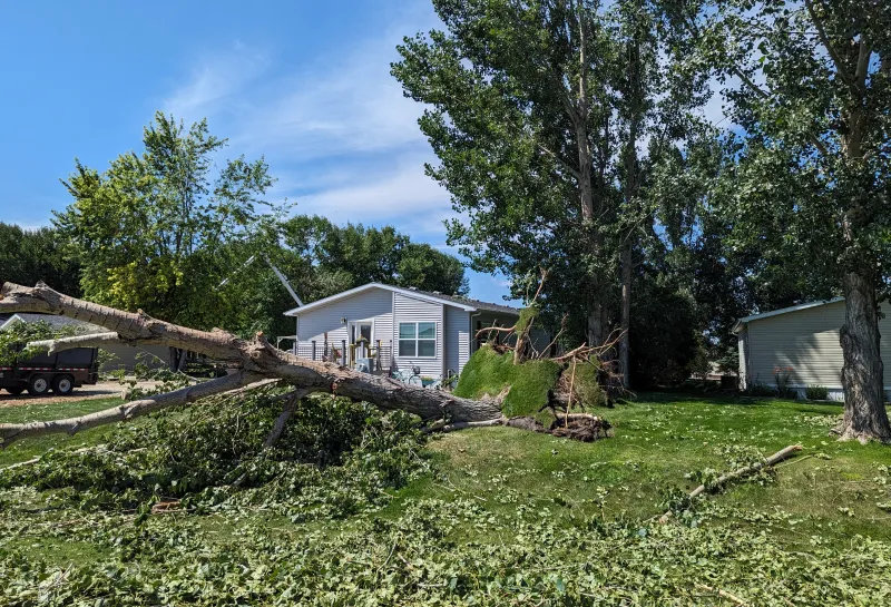 A tree fallen over in front of a trailer home