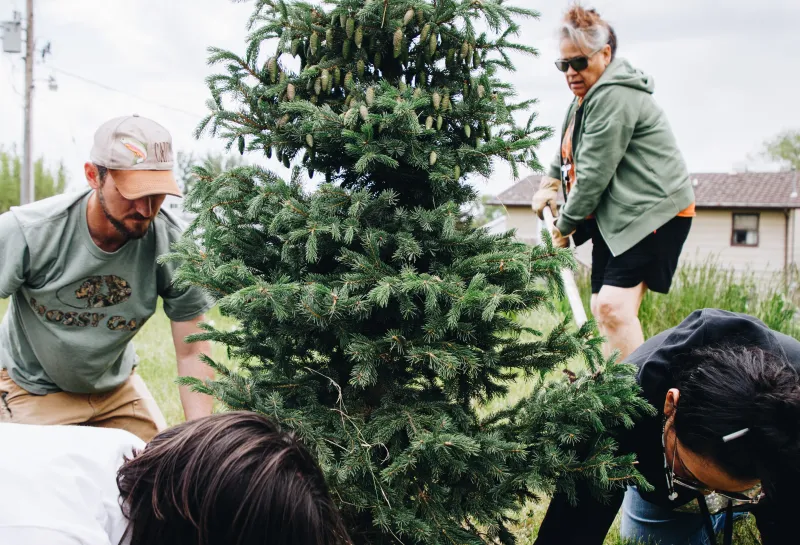 Four individuals plant an evergreen tree