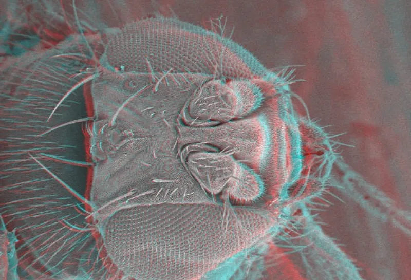 3D fruit fly