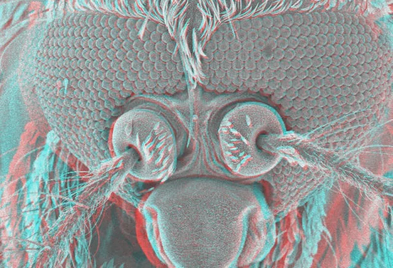 3D mosquito