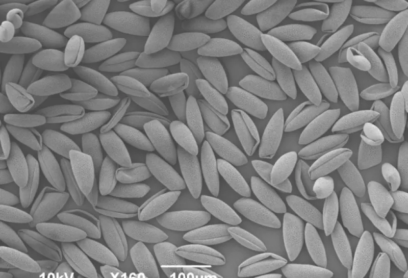 Amaryllis plant pollen