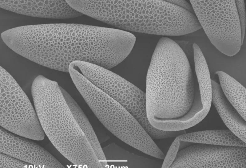 Amaryllis plant pollen