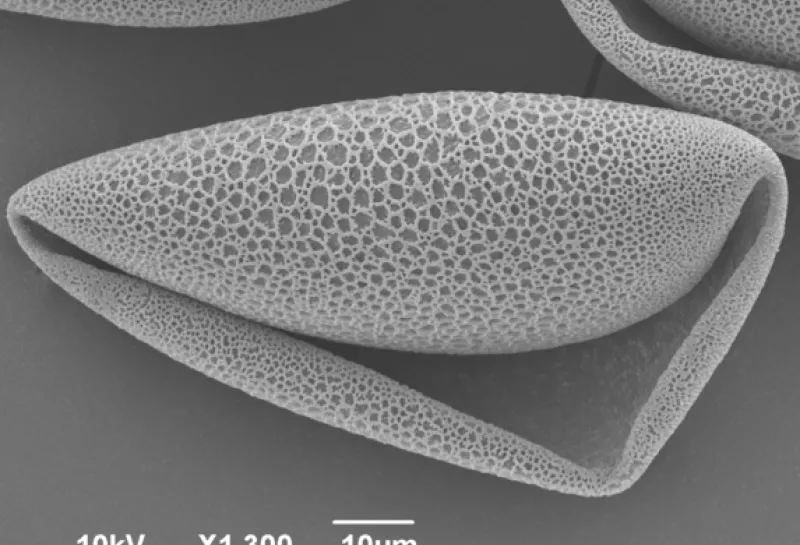 Amaryllis plant pollen