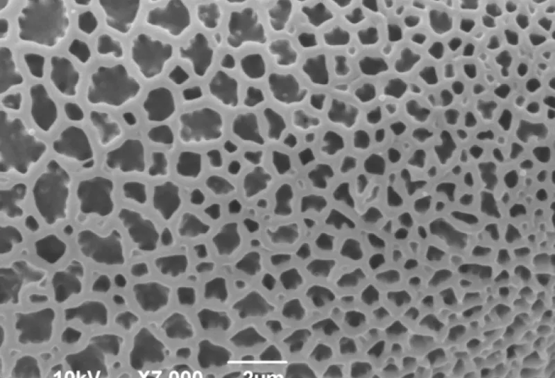 Amaryllis plant pollen