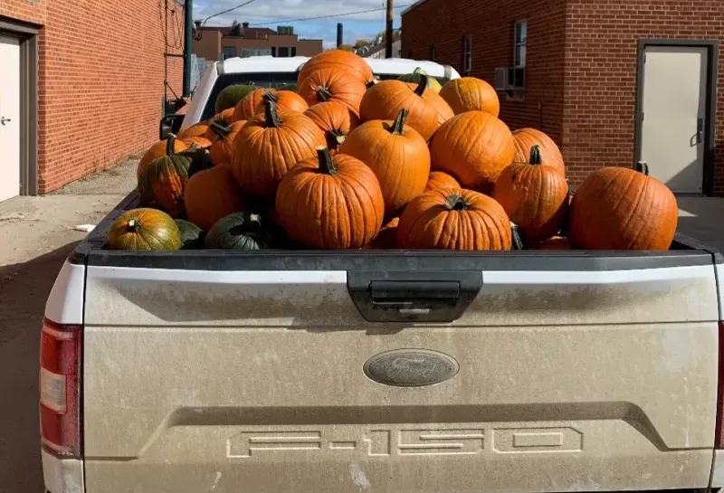 Data collection for pumpkin trial