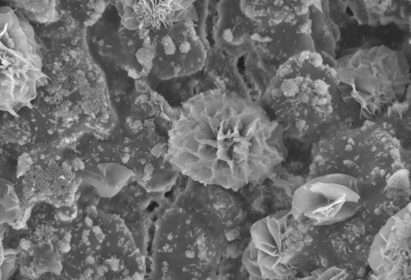 Magnesium hydroxide crystals