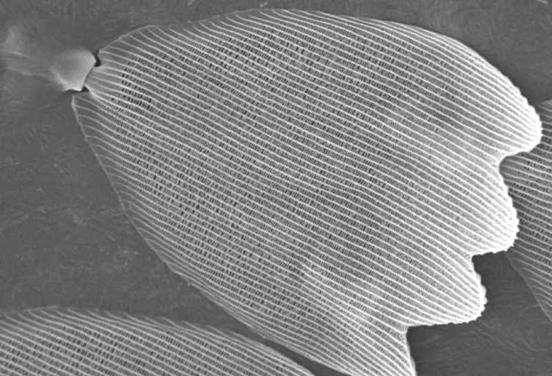 Monarch butterfly wing