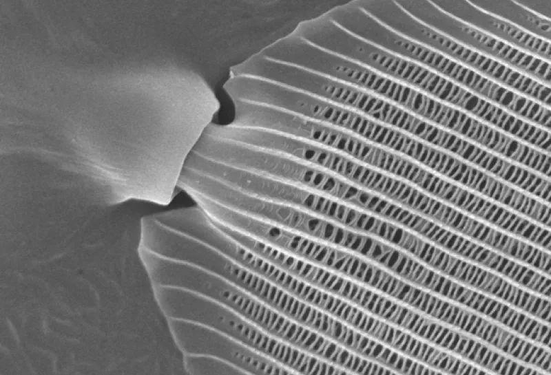 Monarch butterfly wing