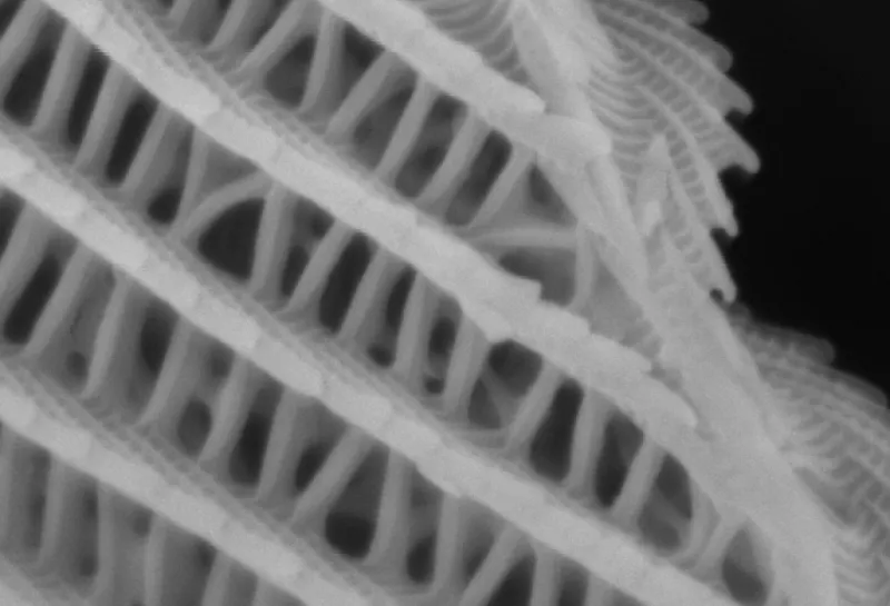 Monarch butterfly wing