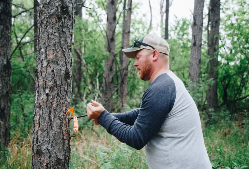 A man in a baseball cap cores a tree using an increment borer