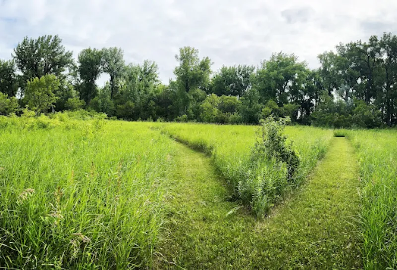 Two trails diverse in grass that leads to a forest