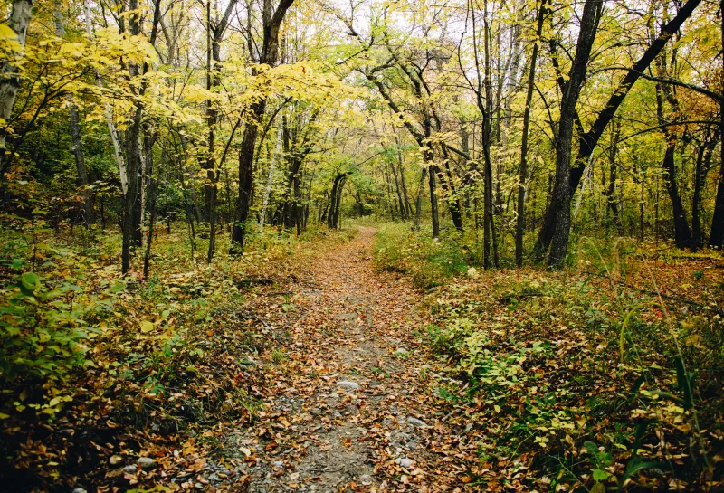 A trail in the forest