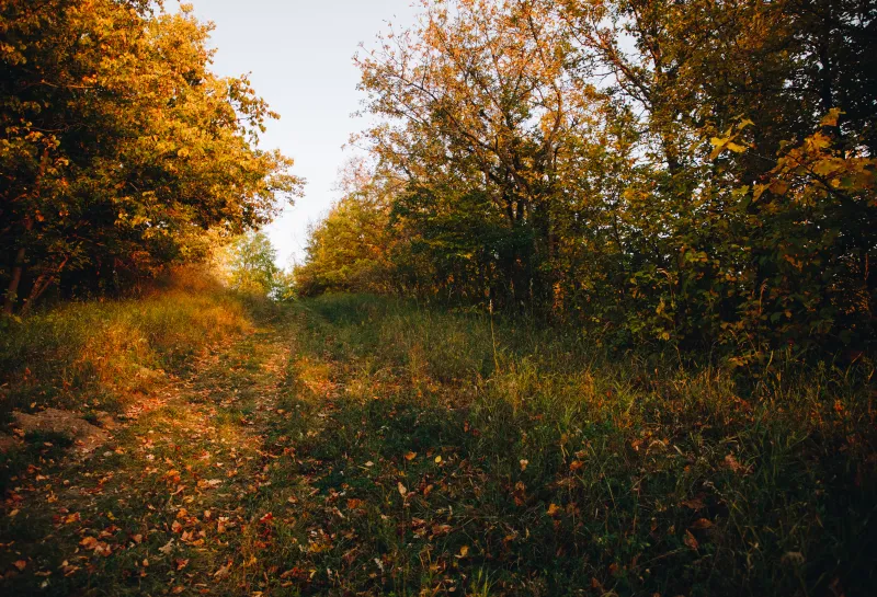 A sunlit trail in the forest