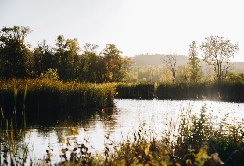 A lake surrounded by trees and cattails