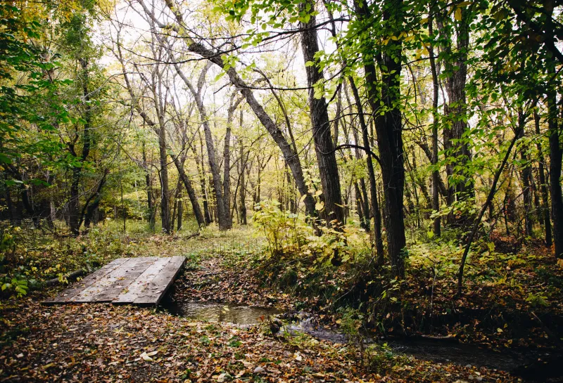 A small bridge over a creek in a forest