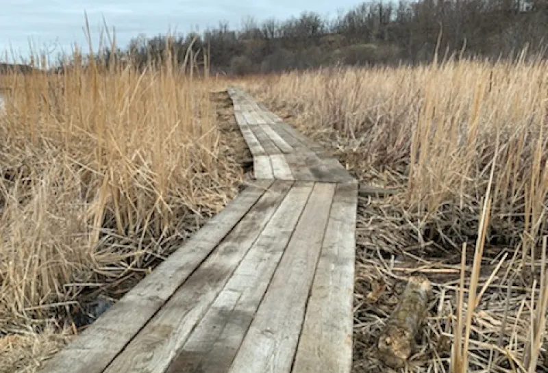 Boardwalk across a wetland with cattails