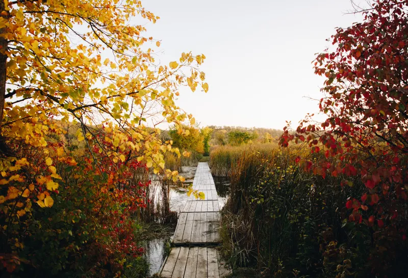 A boardwalk across a lake surrounded by cattails and leaves with fall color