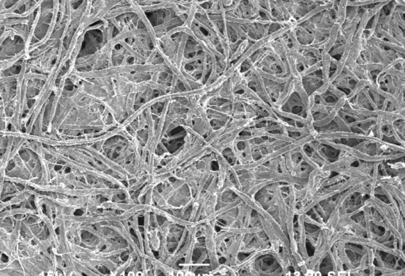 electron microscope image of paper