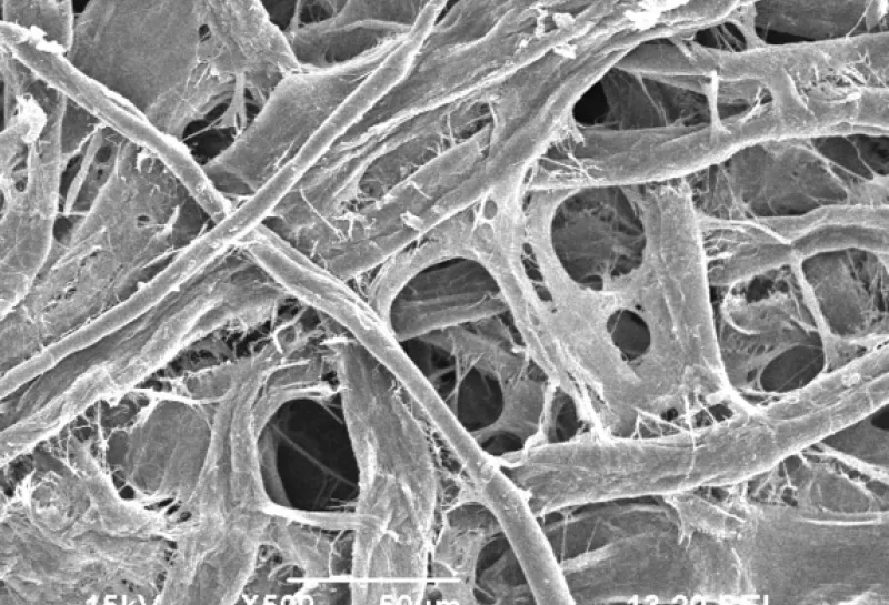 electron microscope image of paper