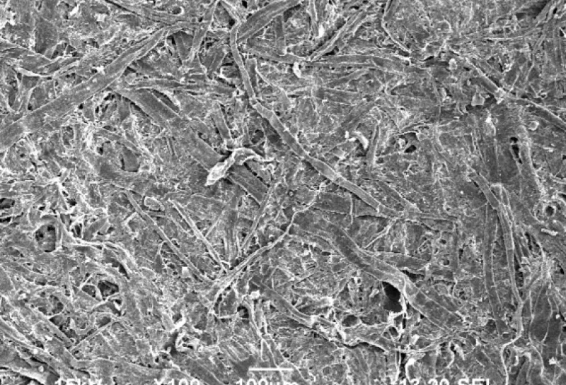 electron microscope image of paper
