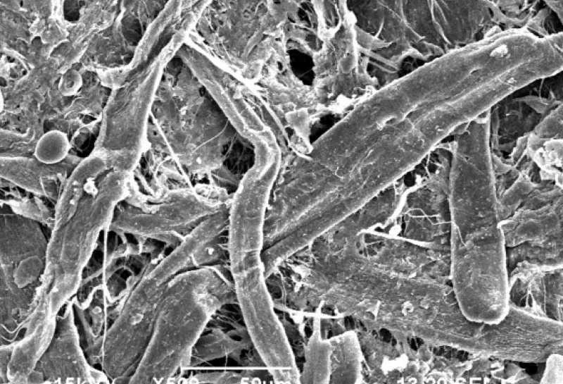 electron microscope image of paper