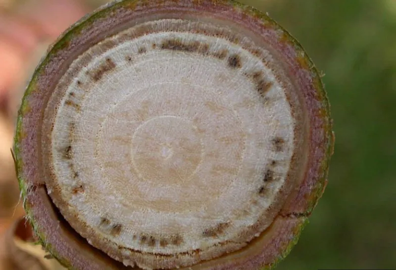 Dutch elm disease infected vascular tissue on the cross section of a twig