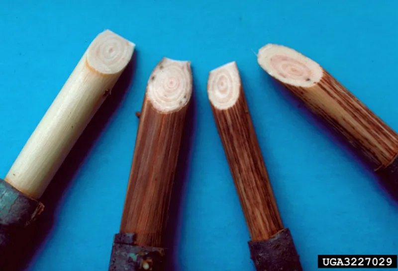 Health and infected wood showing stains on the xylem on an elm tree