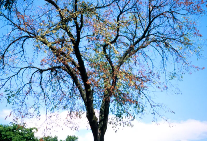 A tree infected with Dutch elm disease shows dieback across the canopy