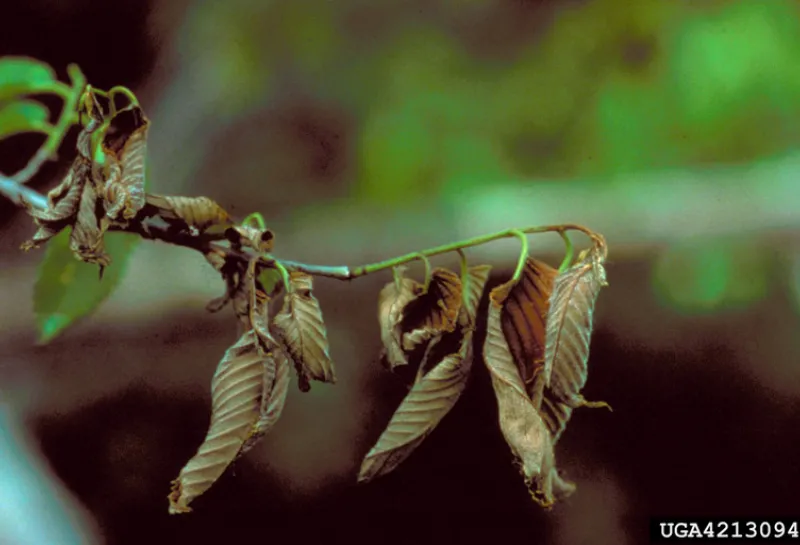 Wilted foliage on an elm tree branch