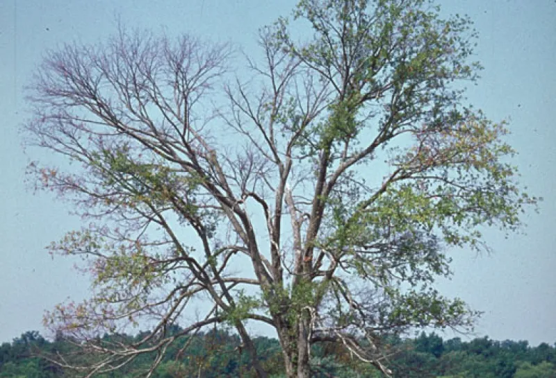 A tree infected with Dutch elm disease shows dieback across the canopy