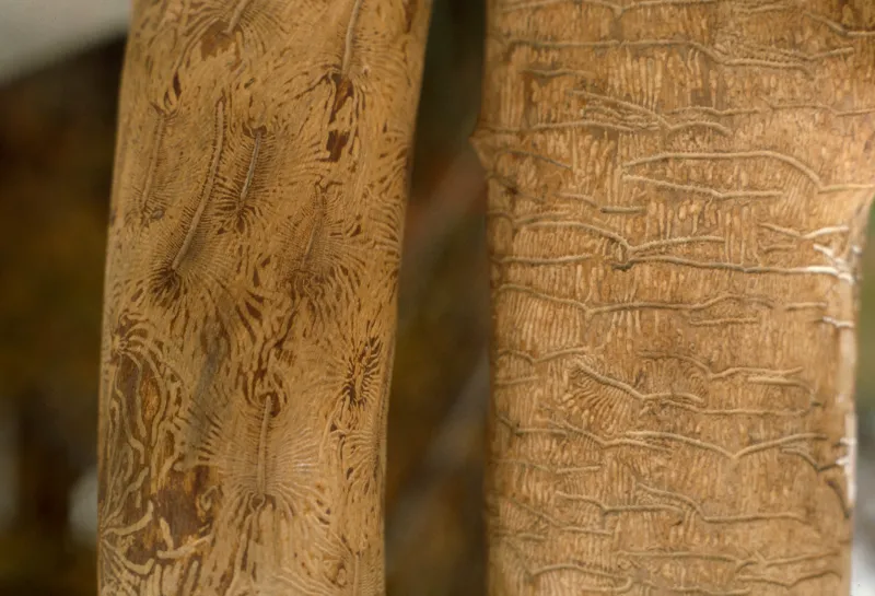 Galleries from elm bark beetles shown underneath the bark of an elm tree