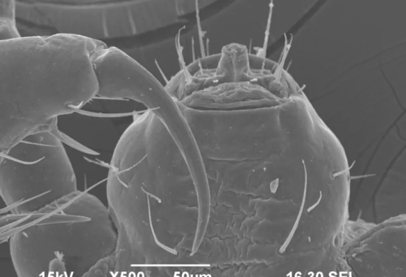 Human head lice Pediculus humanis