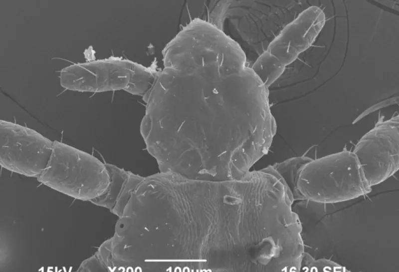 Human head lice Pediculus humanis