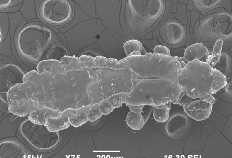 Human head lice Pediculus humanis