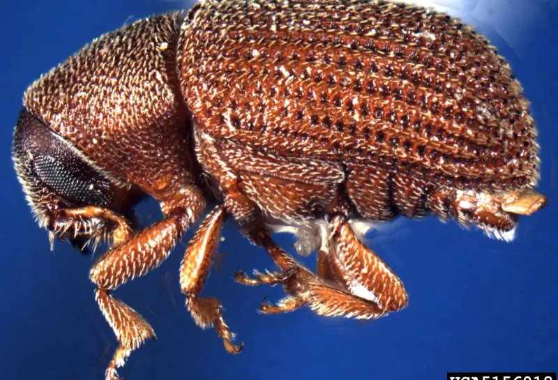 Native elm bark beetle